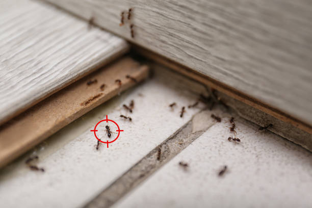 Best Flea Control Services  in Lees Summit, MO