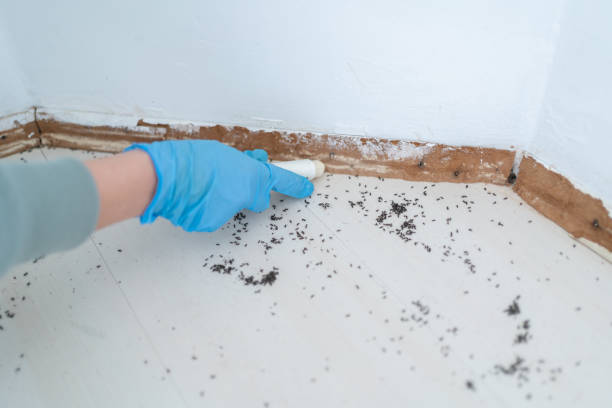 Professional Pest Control in Lees Summit, MO